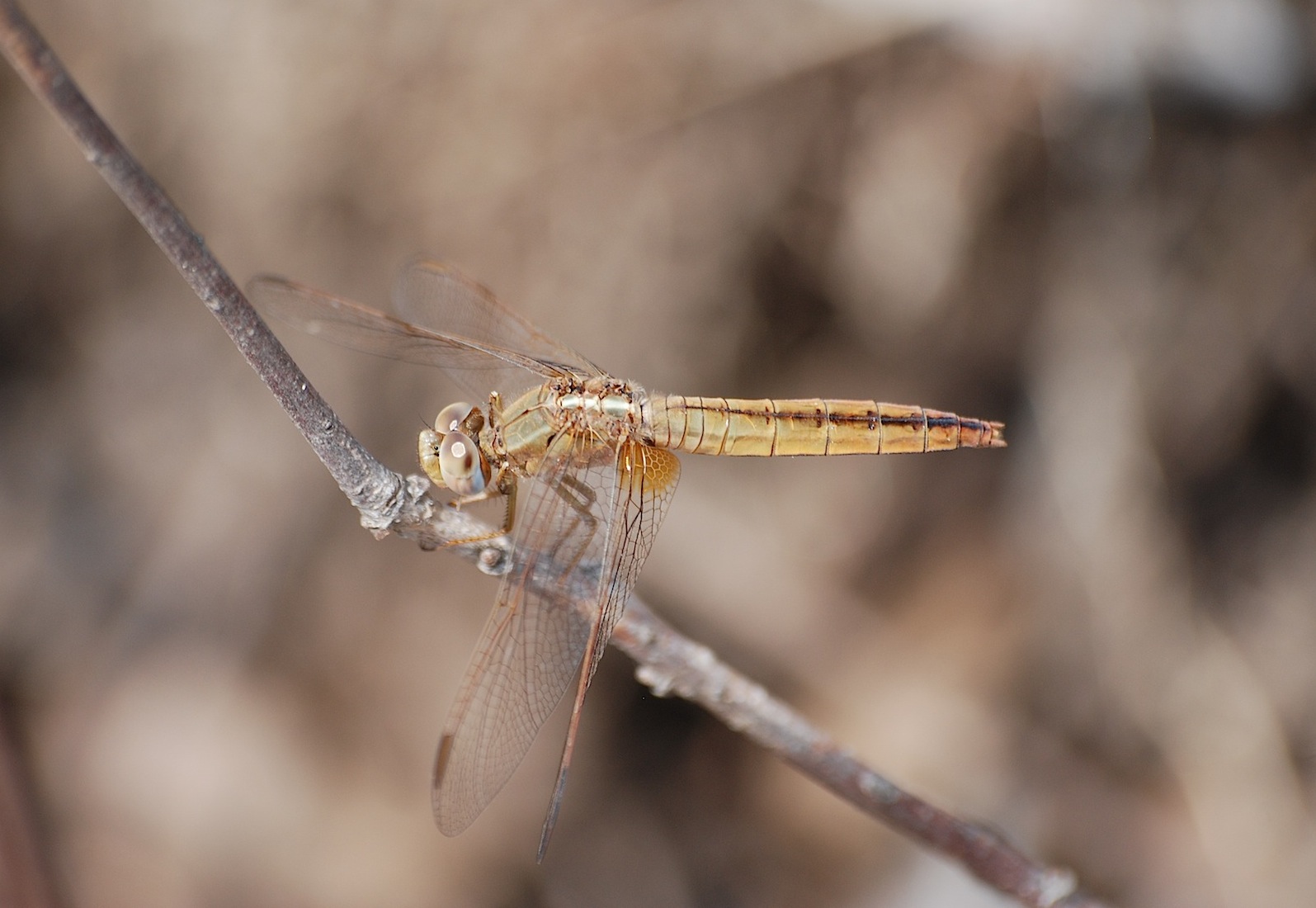 Parliamo di: Scheda Crocothemis erythraea